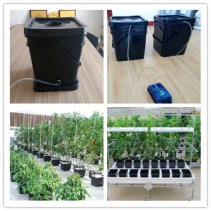 Custom Hydroponics Black Bucket With Deep Water Culture Bubbler System